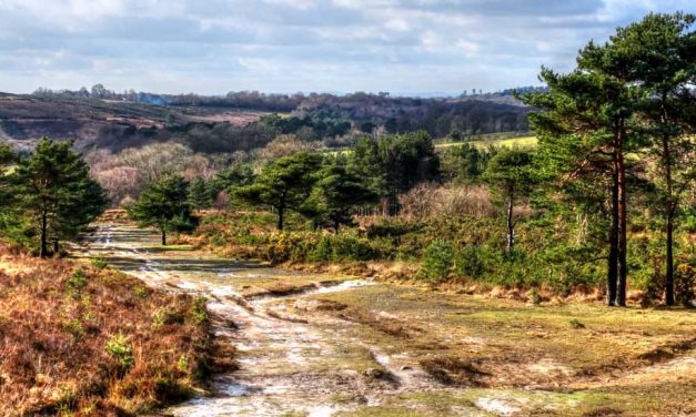 Ashdown Forest by Steve Alton