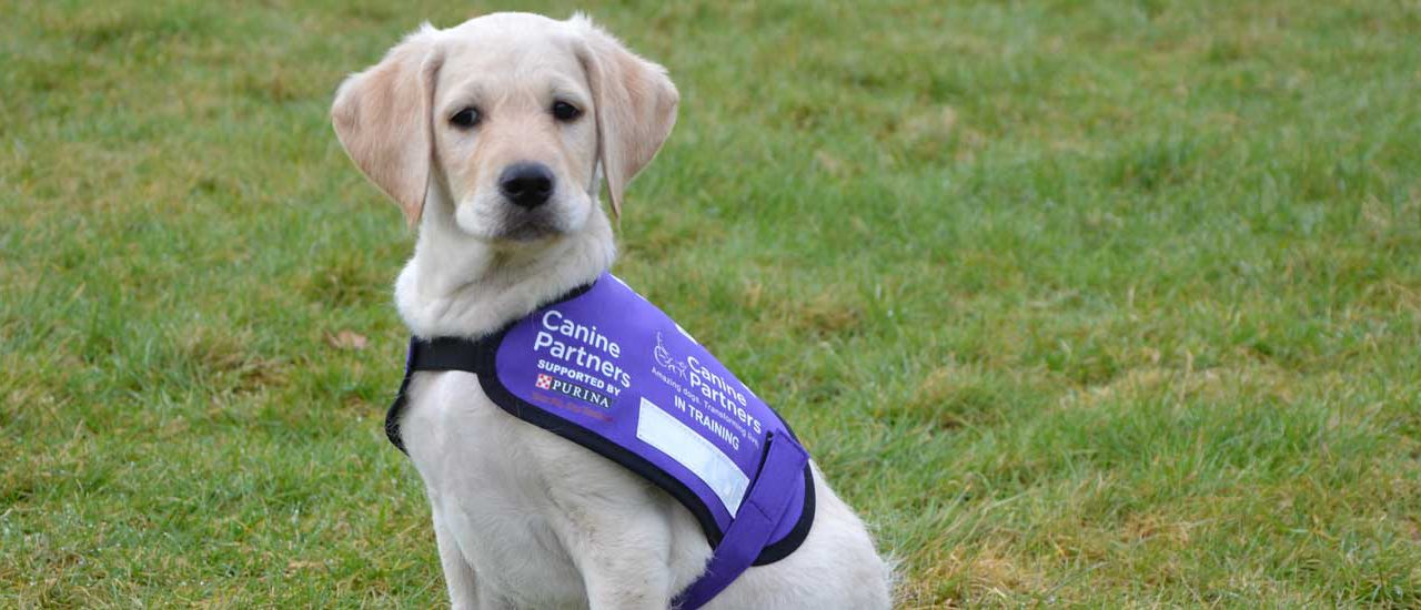 Volunteers needed in Hailsham for Canine Partners
