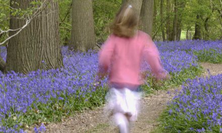 Step into a beautiful blue spring in National Trust bluebell woods