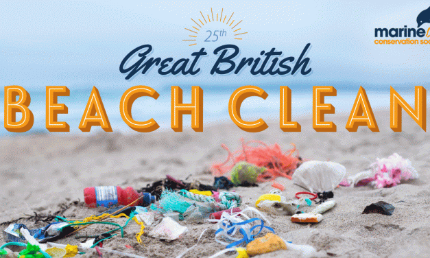 Take part in a beach clean in East Sussex!