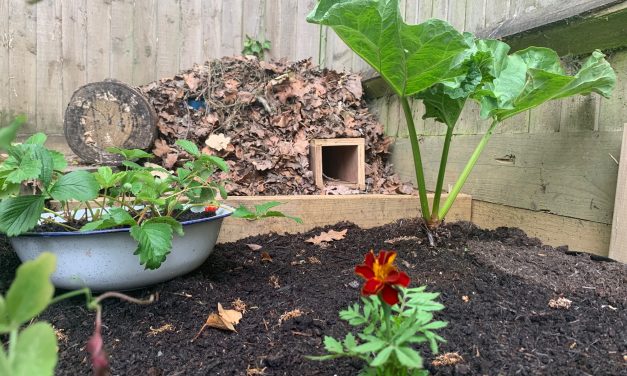 Vegetable garden with complete hedgehog home at the end