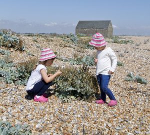 What's on this August: Rye Harbour Nature Reserve