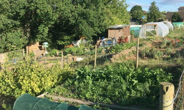 Allotment with vegetables growing in it.