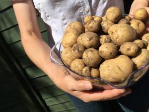 Person holding bowl of freshly dug potatoes.