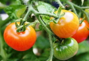 Tomato plant with tomatoes ripening on it.