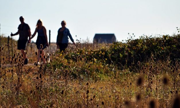 people walking in field