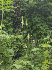 Spiked Rampion growing in East Sussex.