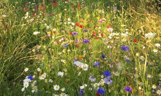 How wildflowers are blooming alongside East Sussex roads