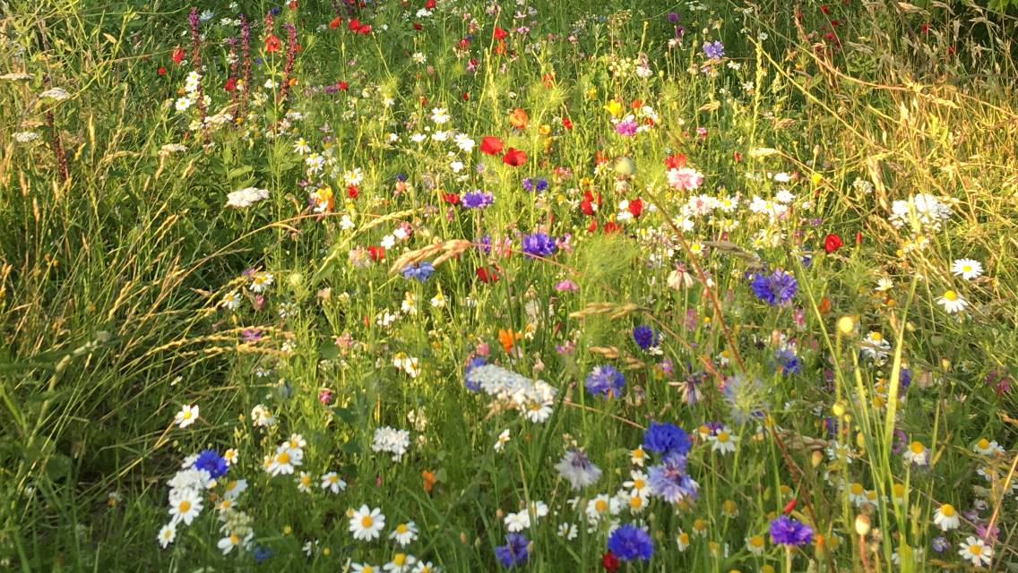 Wildflower verge growing in East Sussex.