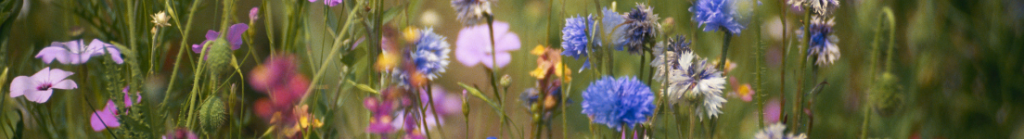 close up image of a wildflower meadow showing a range of different wildfowers