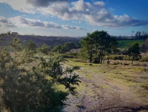 Walking on the Ashdown Forest