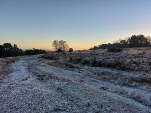 Winter frost on Ashdown Forest