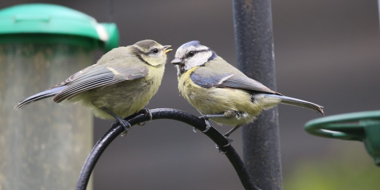The Big Garden Birdwatch – the East Sussex results!