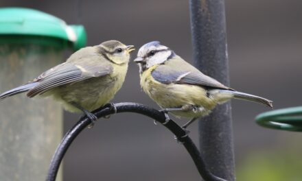 The Big Garden Birdwatch – the East Sussex results!