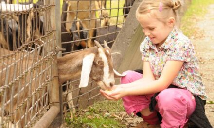 Days out for animal lovers