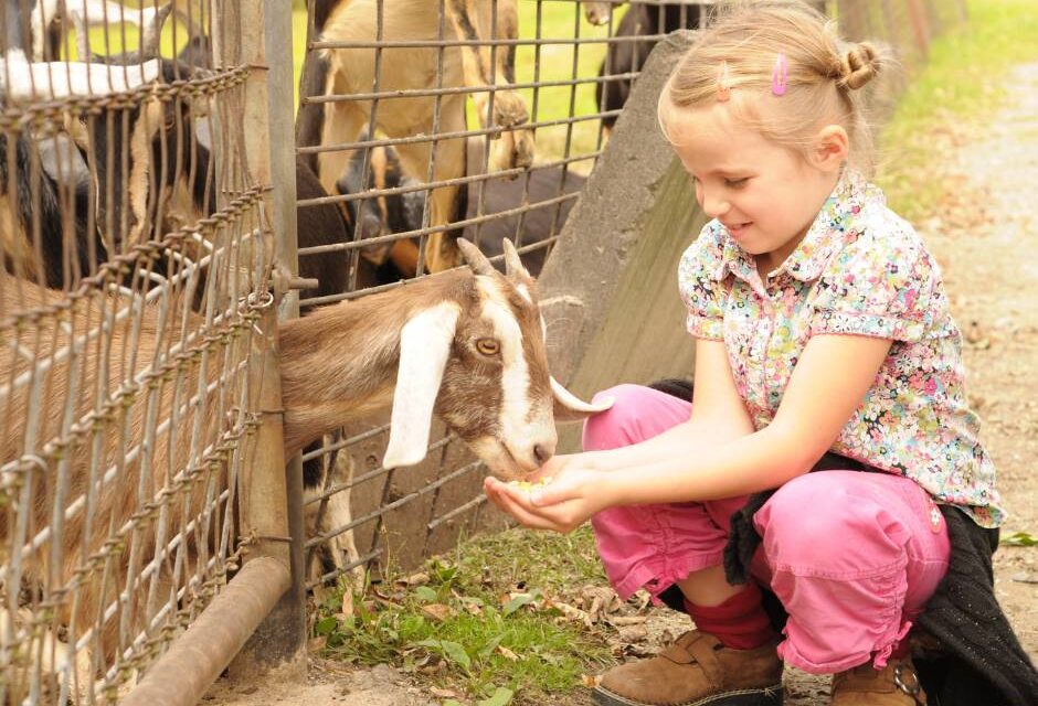 Days out for animal lovers - Your East Sussex by East Sussex County Council