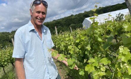 Cheers! Here’s to winemaking and tourism in Sussex