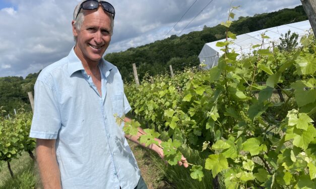 Winemaker, Kevin Sutherland, inspects the new growth at Bluebell Vineyard
