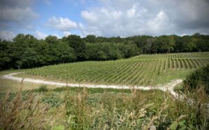 landscape shot of some of the vineyard at Bluebell Vineyard