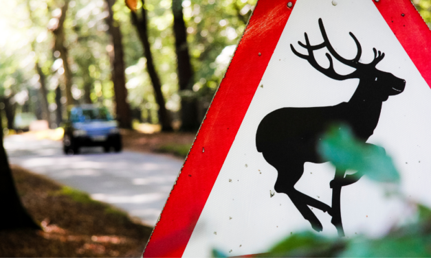A deer crossing sign with a car driving along a woodland road behind it