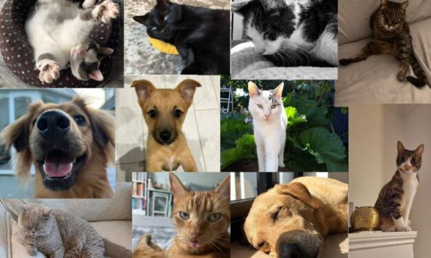 collage of cats and dogs