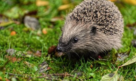Help boost East Sussex’s hedgehog population