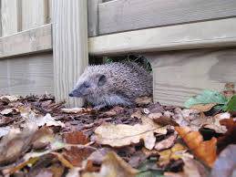 hedgehog walks through a gap in the bottom of a fence panel.