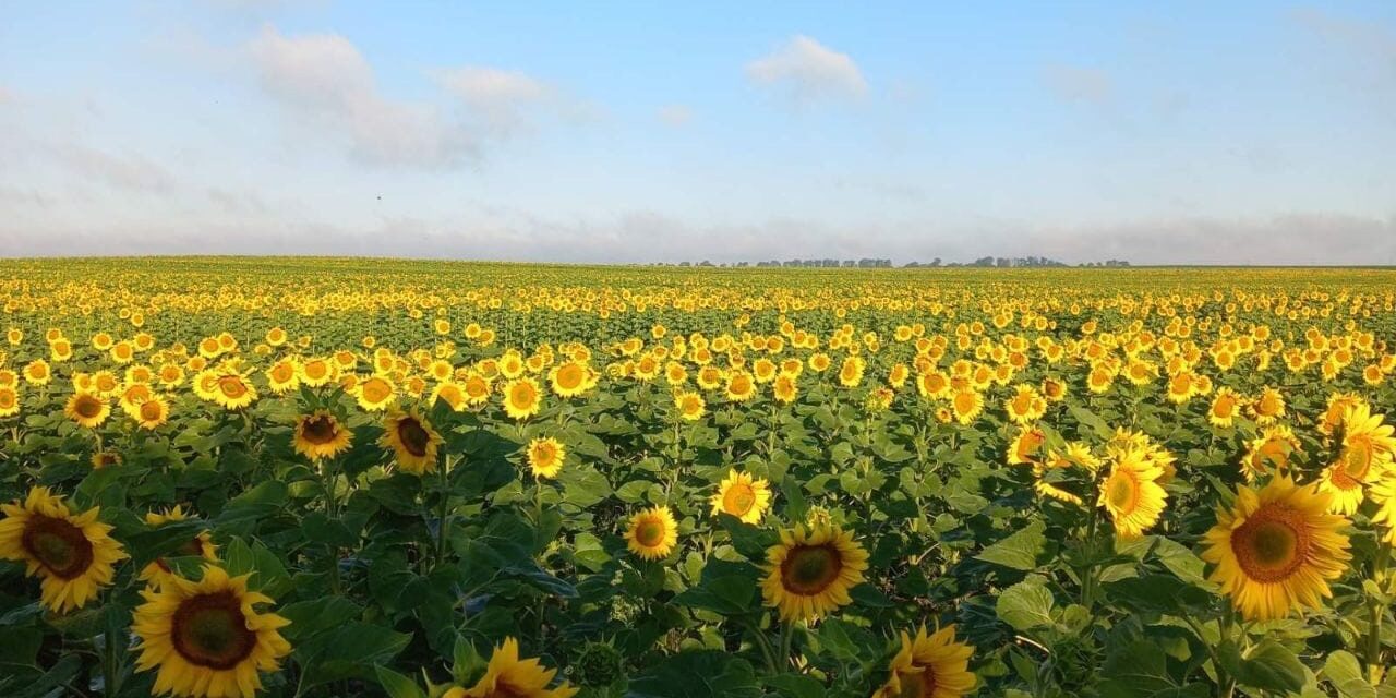 bright yellow sunflowers under a blue sky