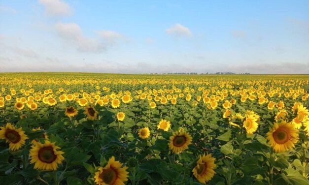 bright yellow sunflowers under a blue sky