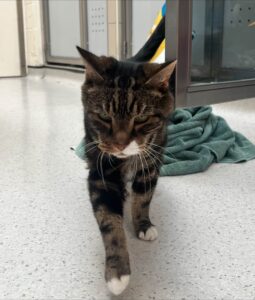 A tabby cat walks towards the camera.