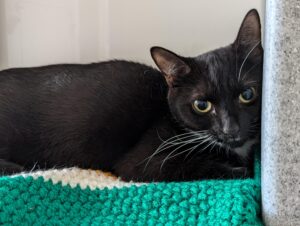 A black cat gazes at the camera.