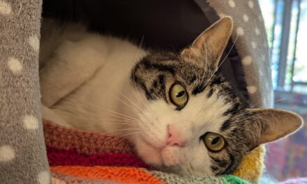 Adopt don’t shop: Meet the cats who need homes in East Sussex