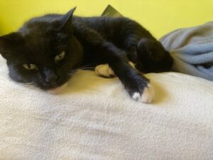 A black cat with white detailing relaxes on a bed.