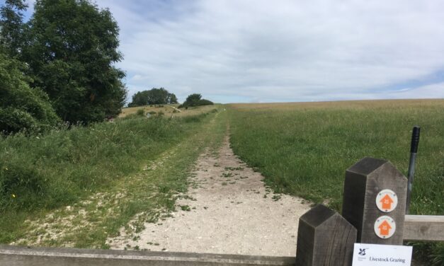 South Downs Way walk