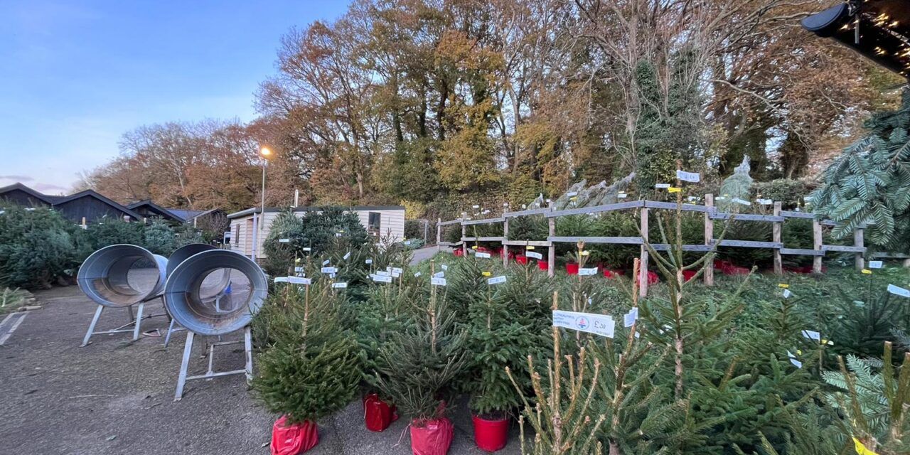 Christmas tree farm