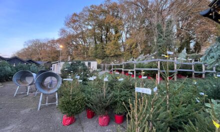 Where to get your Christmas tree in East Sussex