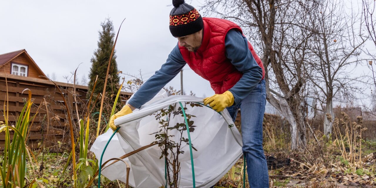 A man preparing his garden for winter.