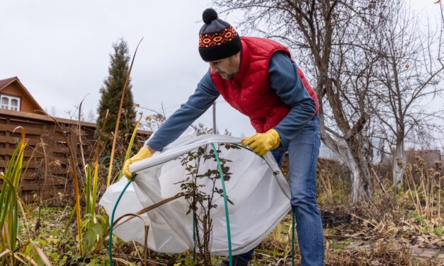 A man preparing his garden for winter.