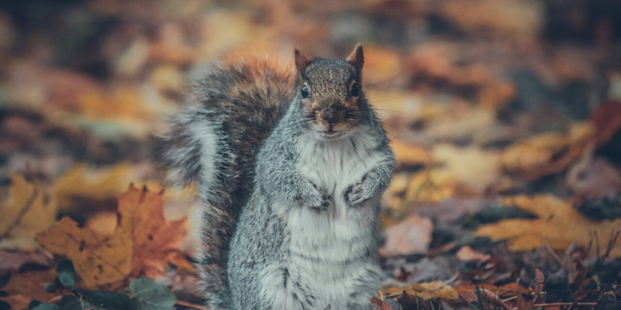 A squirrel in autumn leaves