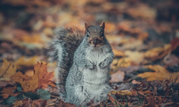 A squirrel in autumn leaves