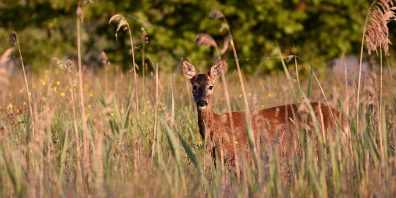 Discover diverse wildlife in East Sussex