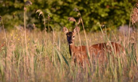 Discover diverse wildlife in East Sussex