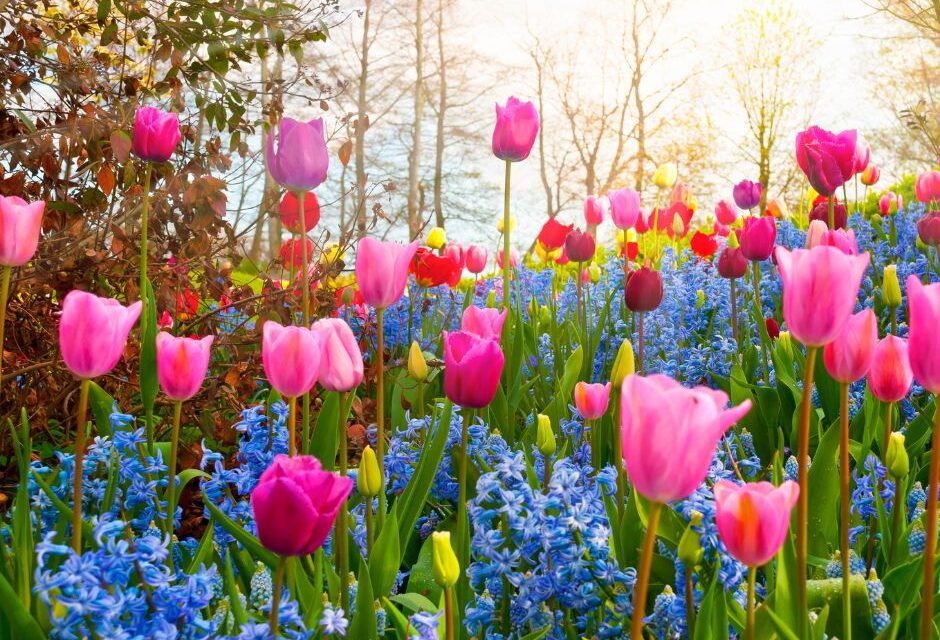 A spring forest.