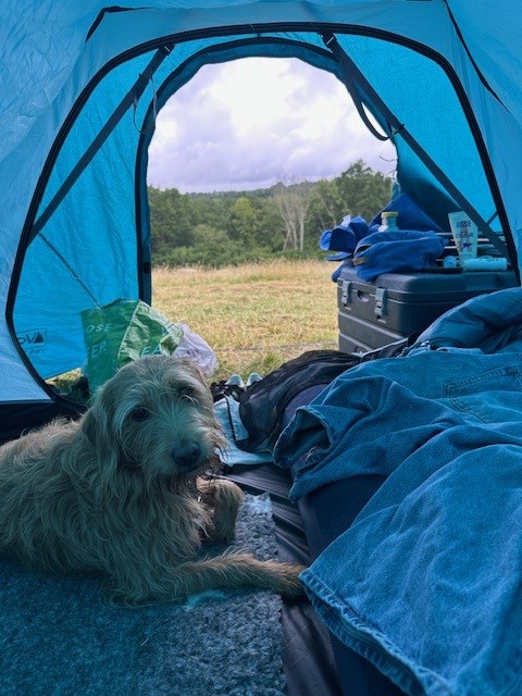 A dog looking at the camera inside a blue tent