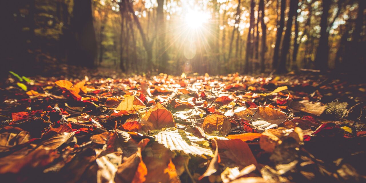 autumn leaves on a woodland floor with the sun shining on them